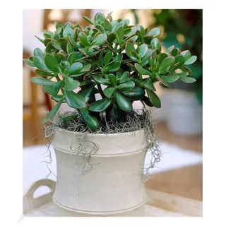 BALDUR Garten 1x Geldbaum Crassula, Pflanze im 12 cm-Topf | Zimmerpflanze pflegeleicht, Zimmerpflanze, Grünpflanze, mehrjährig - frostfrei halten, Wasserbedarf gering, Crassula ovata