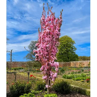 BALDUR Garten Zierstrauch Säulen-Zierkirsche 'Amanogawa', 1 St., Zierkirsche,winterhart, säulenförmig, reichblühend,duftend rosa