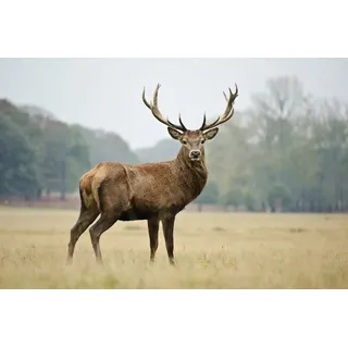 Papermoon Fototapete HIRSCH-NATUR LANDSCHAFT WILD TIERE WALD BÄUME PFERDE bunt 3 m x 2,23 m
