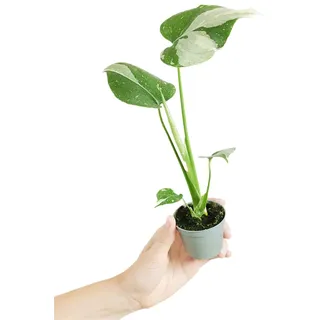 PLNTS - Baby Monstera Thai Constellation - Zimmerpflanze - Echte Pflanzen für Drinnen - 6cm Topf - Höhe 15cm