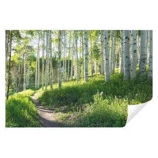 WallArena - Vlies Fototapete Wald Landschaft 350x250 cm - Fototapeten - Tapeten - für Wohnzimmer Schlafzimmer - Vliestapete Wandtapete Tapete 3D Effekt- inkl. Kleister - Birken Natur Birkenwald grün
