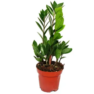 Exotenherz Zimmerpflanze Zamioculcas zamiifolia - Zamio Palme - Zamio Farn 12cm Topf