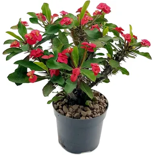 Fangblatt – Euphorbia milii 'Vulcanus Red' – roter Christusdorn im 12 cm Topf – exotische Sukkulente – pflegeleichte Zimmerpflanze