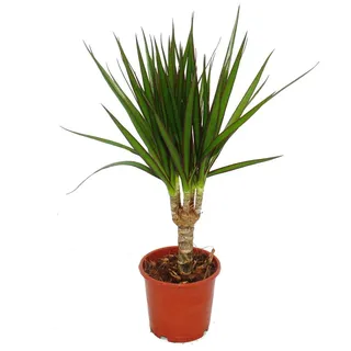 Drachenbaum Dracaena marginata 3 Pflanze pflegeleichte Zimmerpflanze Palme