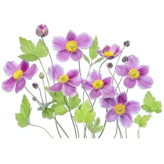 Papermoon Premium collection Fototapete Lila Blume  (B x H: 450 x 280 cm, Vlies)
