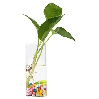 Zerodis Hängevase Wandvase Pflanzengefäße Glas-Wand-Pflanzgefäßen Garden Flasche Vase für Haus Garten Pflanzen Blumen Hausdekoration Glas Transparent Hochzeit DIY-Projekt Urlaub