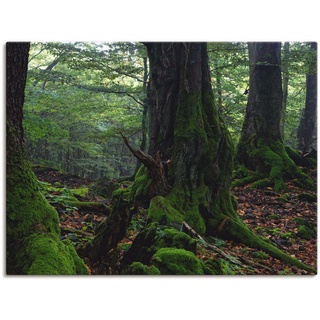 Leinwandbild ARTLAND "Alte Bäume am Kraterrand" Bilder Gr. B/H: 120 cm x 90 cm, Wald, 1 St., grün Leinwandbilder