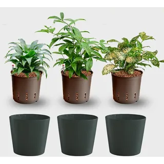 Hydrokultur Büropflanzen 3er Set Drachenbaum Mix in Keramiktöpfen Anthrazit - Topf ⌀ 16 cm - Pflanze ca. 30 cm - pflegeleichte Zimmerpflanzen inkl. Blähton, Wasserstandsanzeiger & Dünger