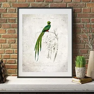Quetzal Bird Vintage Print Schöne Vögel Illustration Poster Retro Tier Wandkunst Leinwand Malerei Bild, für Wohnzimmer Dekor Kein Rahmen (Size : 15.7x23.6in(40x60cm) no frame)