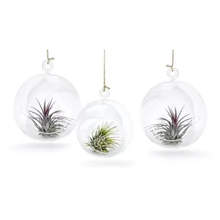 meinvipshop Hängedekoration 3er Glaskugel Set mit Tillandsien (Set, 3er Set Glaskugeln mit jeweils einer echten Tillandsia)