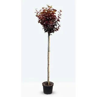 pflanzen-boering Blutpflaume Gesamthöhe: cm, Stammhöhe: 180 cm
