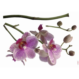 Komar Dekosticker Orchidee, Weiß, Pink, Kunststoff, 3-teilig, 100x70 cm, Made in Germany, einfache und schnelle Anbringung, Bilder Und Zubehör, Wandtattoos & Sticker