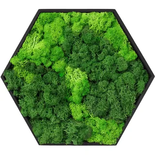 ECD Germany Moosbild Hexagon 38x34 cm Mooswand Indoor mit echtem Islandmoos | Wanddeko mit Holzrahmen, Wandbild Sechseck 3D, Natürliche Optik, Pflegefrei, Einfaches Aufhängen, Moos Deko für Haus & Büro