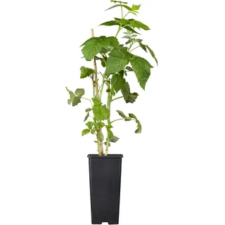 GROW by OBI Bio Himbeere Autumn Bliss Rot Topf ca. 2, Rubus