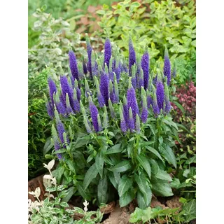 pflanzen-für-dich.de Pflanzen für Dich Staude Veronica spic. Ulster Dwarf Blue, 1 St., Ähriger Ehrenpreis, Ehrenpreis blau
