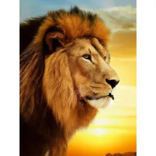 Bimkole DIY 5D Diamond Painting Zubehör Löwe im Sonnenuntergang, Tiere Diamant Malerei Kit Voll Runde Bohrer Malen nach Zahlen Malerei Stickerei Kreuzstich Diamond Dekoration 30X40 cm