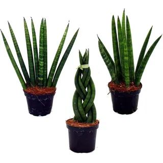 Sansevieria cylindrica - Pfiffiges 3er Set im 6,5cm Topf - Bogenhanf, Schwiegermutterzunge