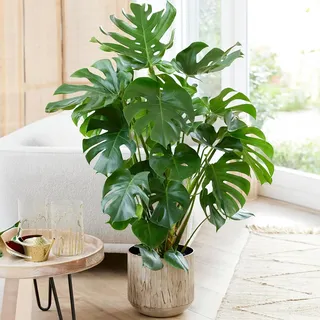 Monstera tolle Angebote | shopping.de