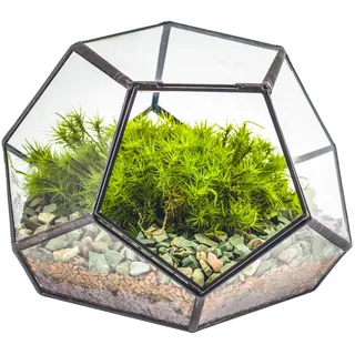 NCYP 18x18x12 cm Kleines geometrisches Terrarium aus Glas mit Tür, Schwarzer Pentagon-Übertopf für Sukkulenten, Luftpflanzen handgefertigt Home Garden Büro Tischdekoration (nur Terrarium)