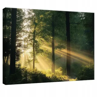 LEINWANDBILD Wald Natur Modern Wohnzimmer 100x70