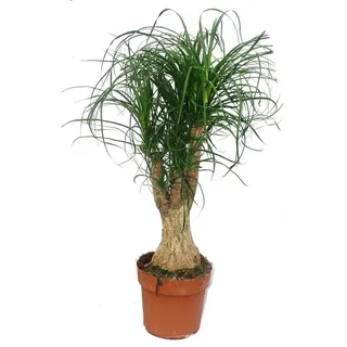 Exotenherz Zimmerpflanze Elefantenfuss - verzweigt - Zimmerpflanze - ca. 60cm
