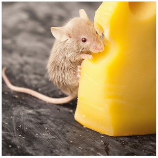 Wallario Memoboard Süße Maus knabbert an einem Käse in der Küche gelb