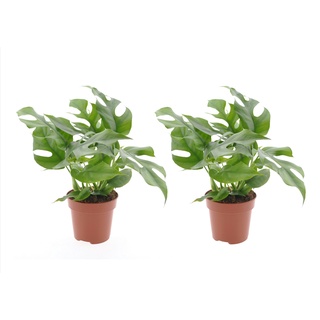Plant in a Box Monstera Minima - Rhaphidophora Tetrasperma 2er Set Höhe 20-30cm