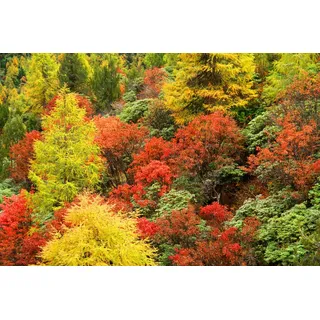 Papermoon Fototapete PAPERMOON "Herbst Wald", bunt, B:2m L:1,49m, Vlies, Tapeten