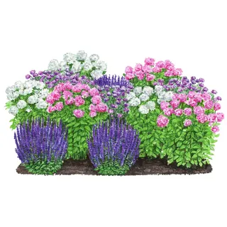 Dehner Bio Stauden-Set 12-teilig, Rosa, Weiß