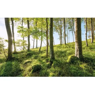 KOMAR Vlies Fototapete Zauberhaftes Buchenspektakel