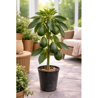 Avocado-Baum „Bacon“ im Topf 120–160 cm | Kräftige Avocadopflanze im Kübel, Obstbaum für Garten, Terrasse & Balkon – Immergrün, dekorativ & pflegeleicht