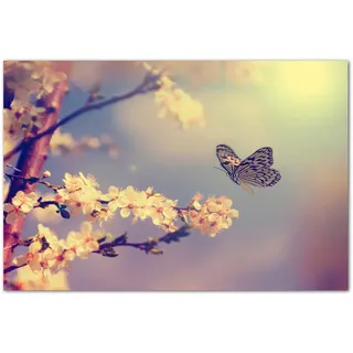 Paul Sinus Art 120x80cm - WANDBILD Kirschblüten Schmetterling Frühling Natur - Leinwandbild auf Keilrahmen modern stilvoll - Bilder und Dekoration