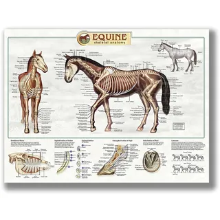 FHMDREUP Poster "Anatomy of Horse", Pferdewissen, Bauernhof, Club, Schule, Bildung, Küche, Zuhause, Wanddekoration, Geschenk, ungerahmt, 40,6 x 61 cm