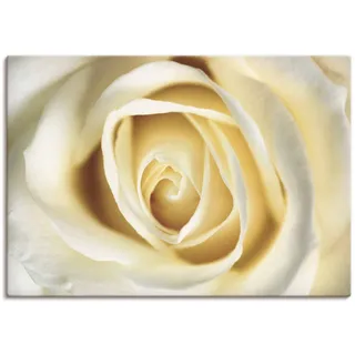 Wandbild ARTLAND "Weiße Rose" Bilder Gr. B/H: 100 cm x 70 cm, Leinwandbild Blumen, 1 St., weiß Kunstdrucke