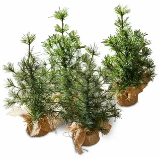 Loberon Deko-Baum 4er Set  naturgetreu grün/braun