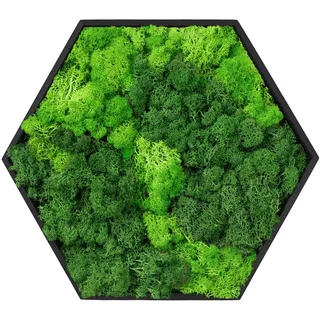ECD Germany Moosbild Hexagon 38x34 cm, Mooswand Indoor mit echtem Islandmoos, Wanddeko mit Holzrahmen, Wandbild Sechseck 3D, Moos Deko für Haus & Büro