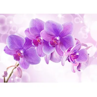 Runa Art Fototapeten 396 x 280 cm Orchidee Blumen - Vlies Wanddekoration Wohnzimmer Schlafzimmer - Deutsche Manufaktur - Lila 9012012b