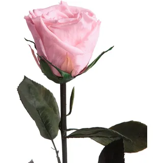 Ewige Rose Rosa einzeln mit Stiel - echte Rose konserviert 30-35cm lang haltbar 3 Jahre als Liebesgeschenke für Frauen zum Valentinstag - haltbare rosa Rosen beste Freundin Geschenke (Rosa)