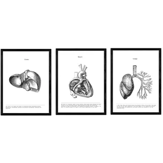 Nacnic Poster Set Mit 3 Leber, Herz, Lunge A3. Rahmenlos