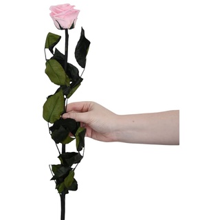 Juli Flowers Premium Infinity Rose in Rosa