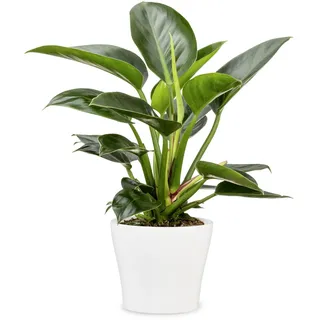 Scheurich Übertopf 808 Ø 27 x 23 cm Weiß