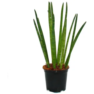 Exotenherz - Sansevieria cylindrica - Solitär-Pflanze - 19cm Topf