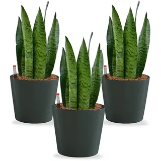 Sansevieria Bogenhanf - pflegeleichte Zimmerpflanzen - Sukkulenten frisch aus der Gärtnerei - Hydrokultur Set Büro - Höhe ca. 30 cm - in Töpfen Anthrazit Ø 16 cm - inkl. Blähton & Dünger - Green Me Up