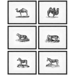 Casa Padrino Bilder 6er Set Historische Tiere Schwarz / Weiß 53,5 x H. 43,5 - Luxus Kunstdrucke mit Holzrahmen