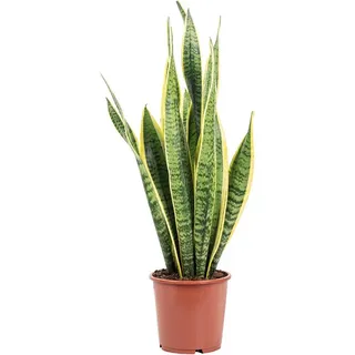 Flowerbox Bogenhanf - pflegeleichte Zimmerpflanze, Sansevieria trifasciata Laurentii - Höhe ca. 65 cm, Topf-Ø 17 cm