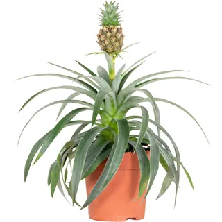 Bloomique - Ananas comosus - Zier-Ananas - Bromelien - Zimmerpflanze - Luftreinigend - Höhe 30-40 cm - Topf 12 cm