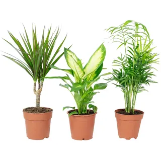Flowerbox 3er-Set Zimmerpflanzen Chamaedorea, Dieffenbachie, Dracaena - Topf-Ø 12 cm