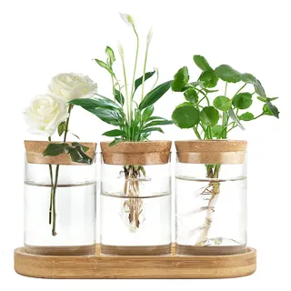 Dahey Pflanzenvermehrung, Terrarium, Schreibtisch, Glas, Pflanzstation, Wasserpflanzung, Glasvase mit Deckel und Holzständer für die Vermehrung von Hydrokulturpflanzen, Dekoration, 3 Stück