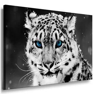Julia-Art - Bilder Schneeleopard Leinwand mit Keilrahmen 100 x 70 cm Leinwandbild XXL Wandbild Tiere Kunstdrucke Tierwelten Bild Wanddesign Wanddekoration c-642v-208