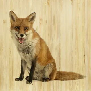 Babywanddeko Felix Fuchs, Mehrfarbig, Holz, Birke, 60x60x3 cm, Babymöbel, Kinderzimmer-Deko, Babyzimmer Wanddeko